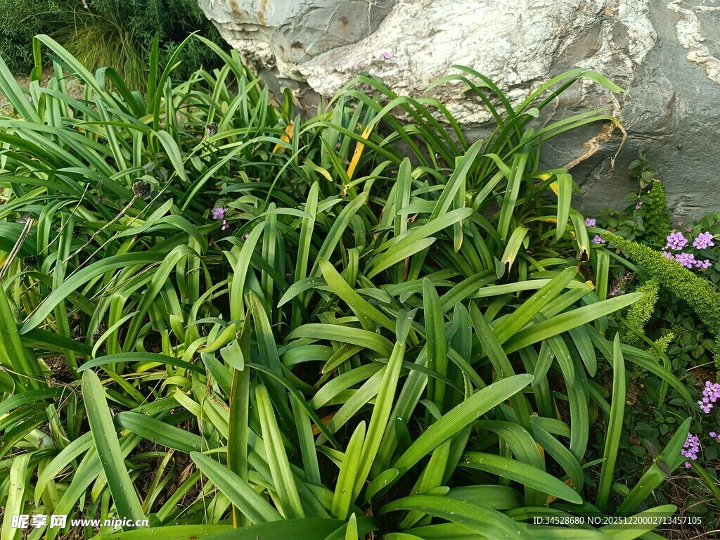 翠绿葱茏的丛生植物
