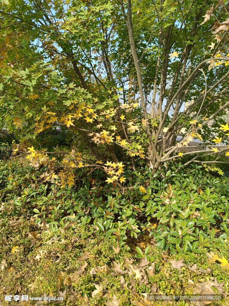 秋日繁茂的绿植景观