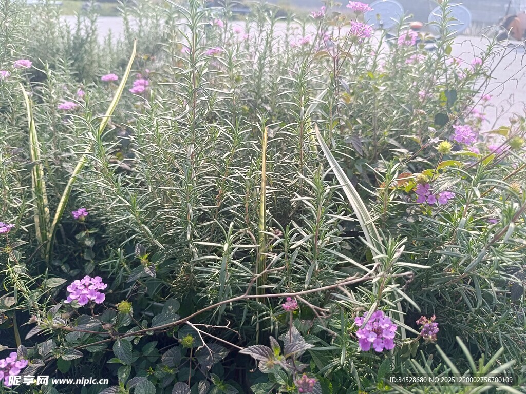 紫色小花丛中的自然景致