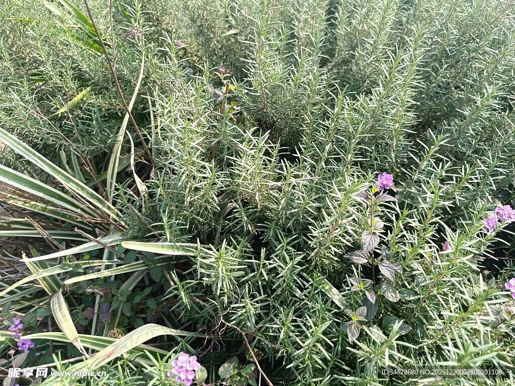 紫色小花点缀的绿植景观