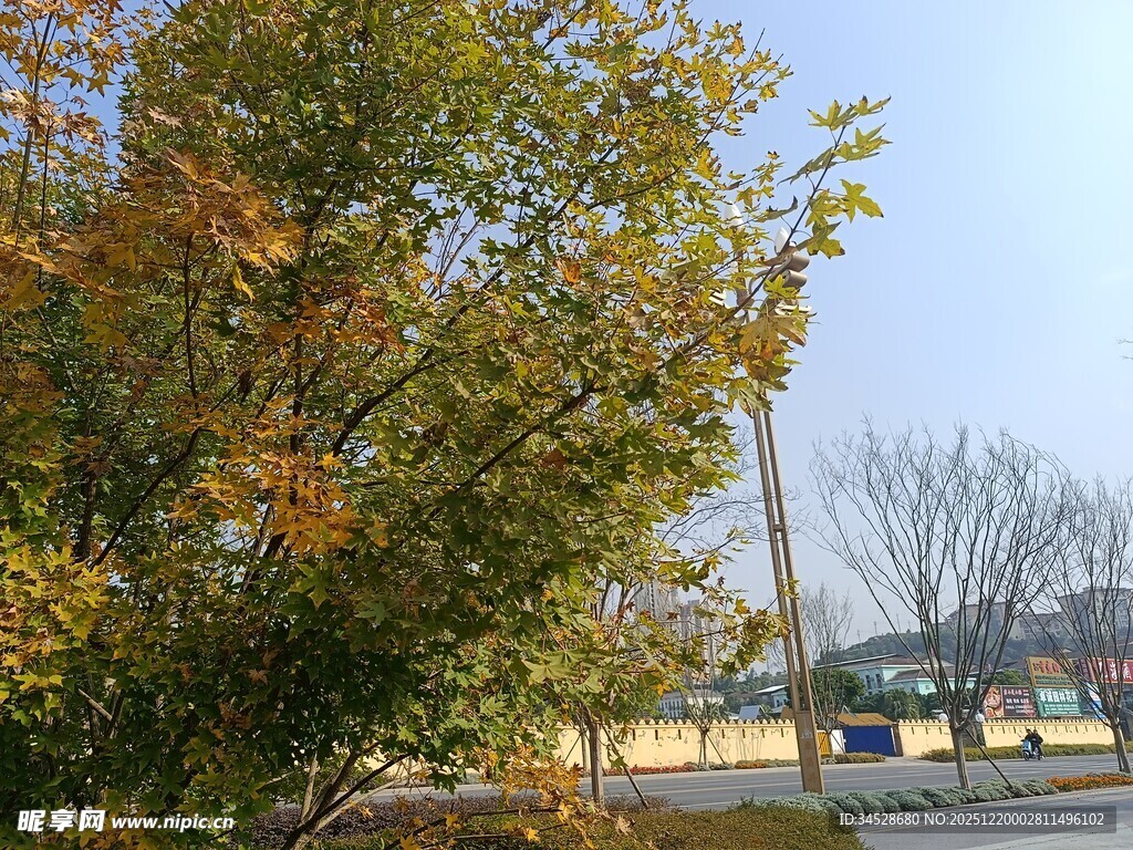 秋日户外树木风景