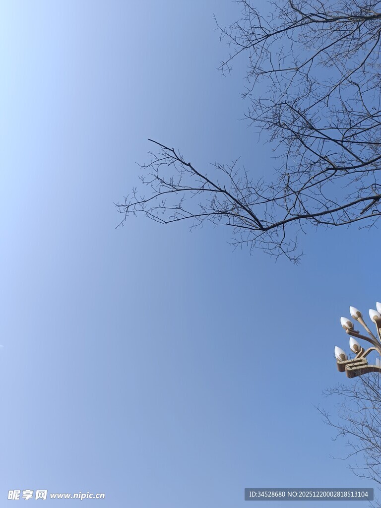 蓝天枯枝上的鸟儿