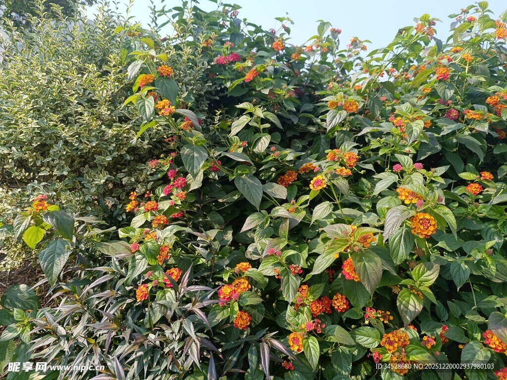 橙花绿叶的繁茂植物景观