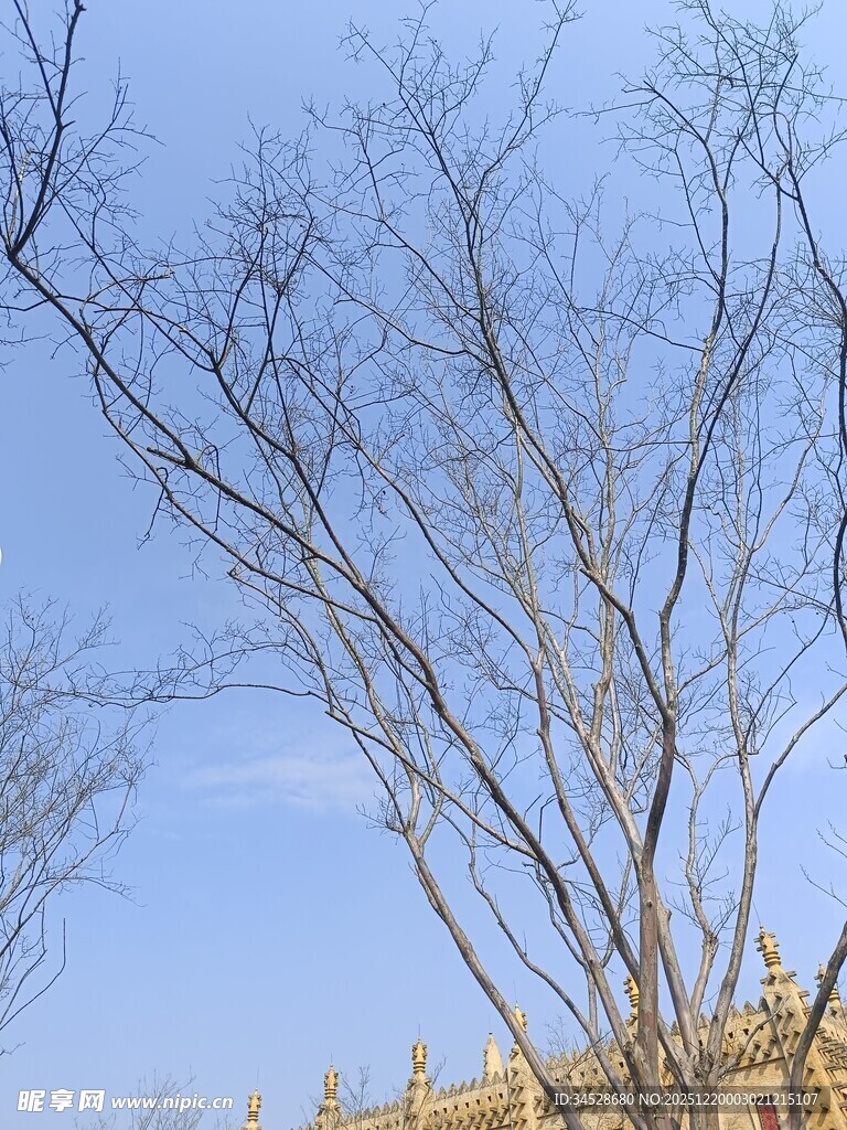 蓝天枯树下的古典建筑