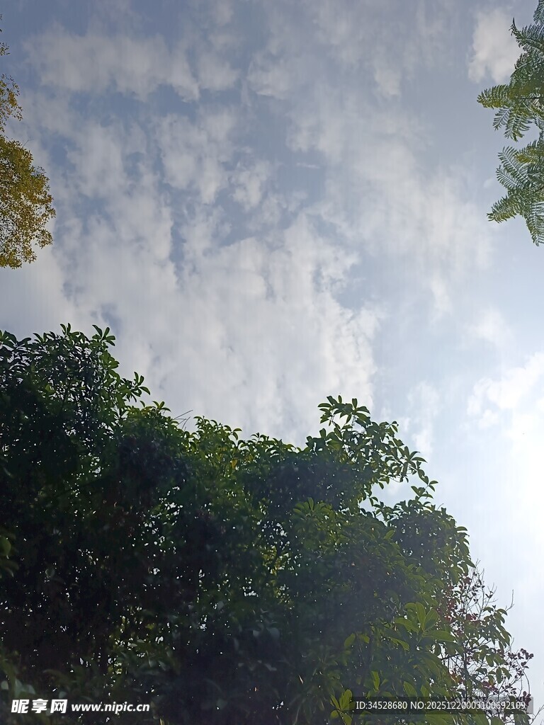 林间天空 