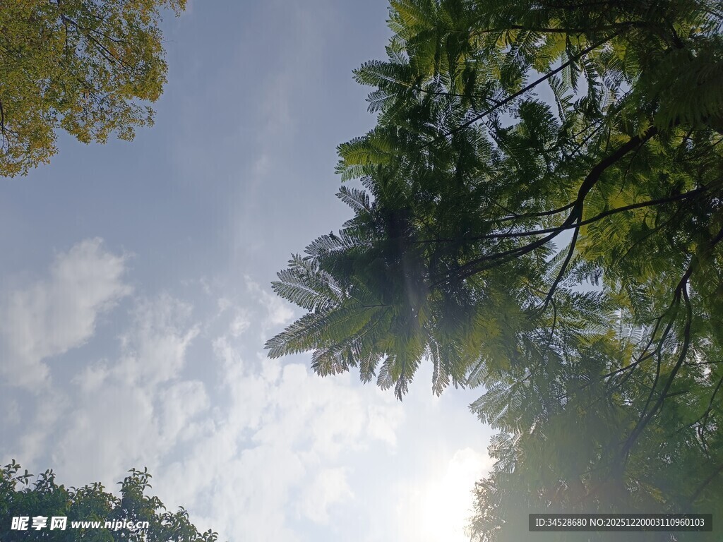 仰望林间天空与繁茂枝叶