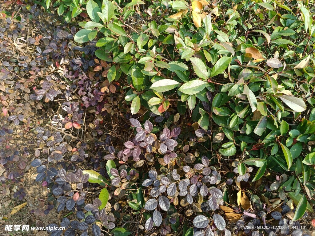 地面上的多彩植物群落