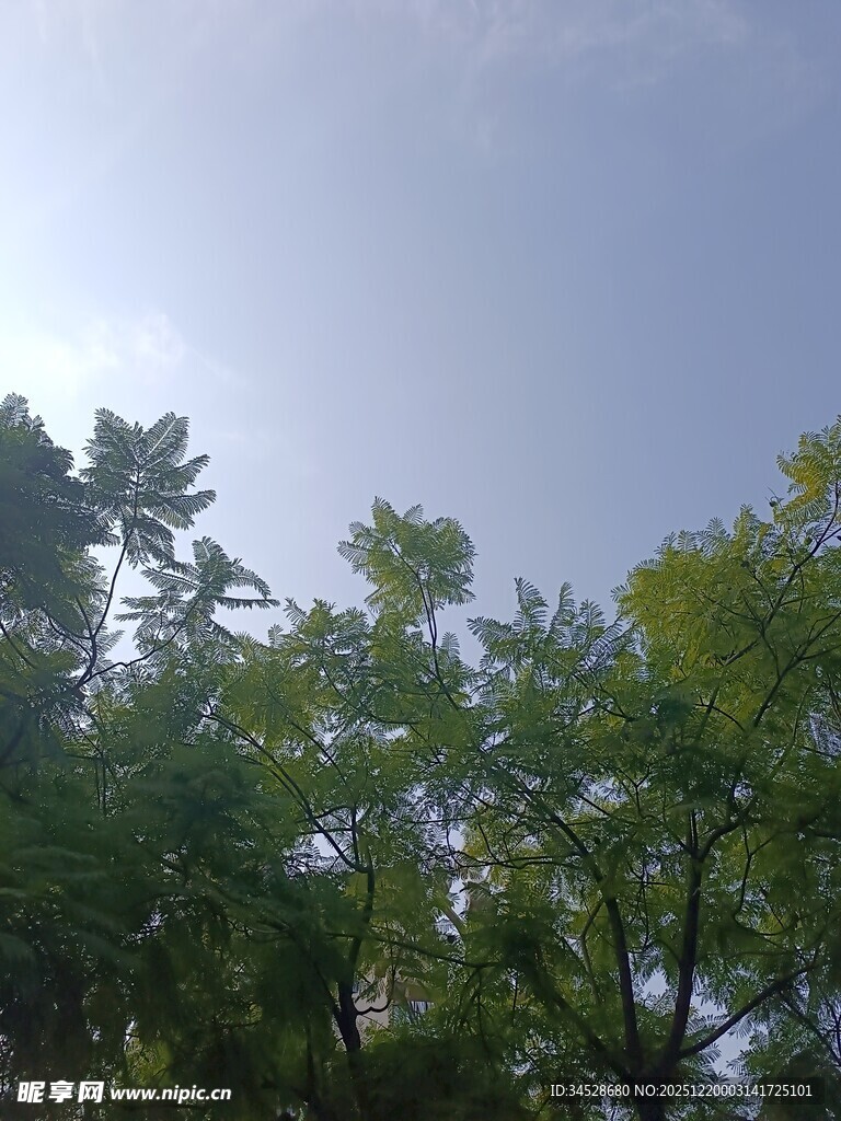 阳光下的绿树蓝天