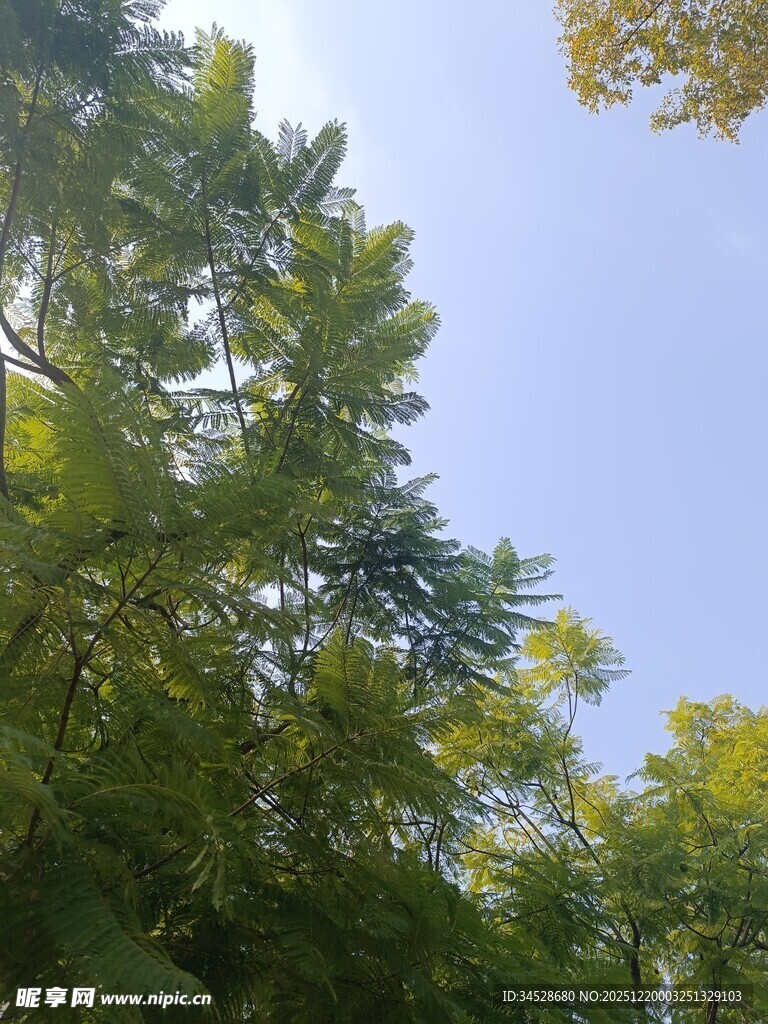 仰视葱郁树林蓝天美景