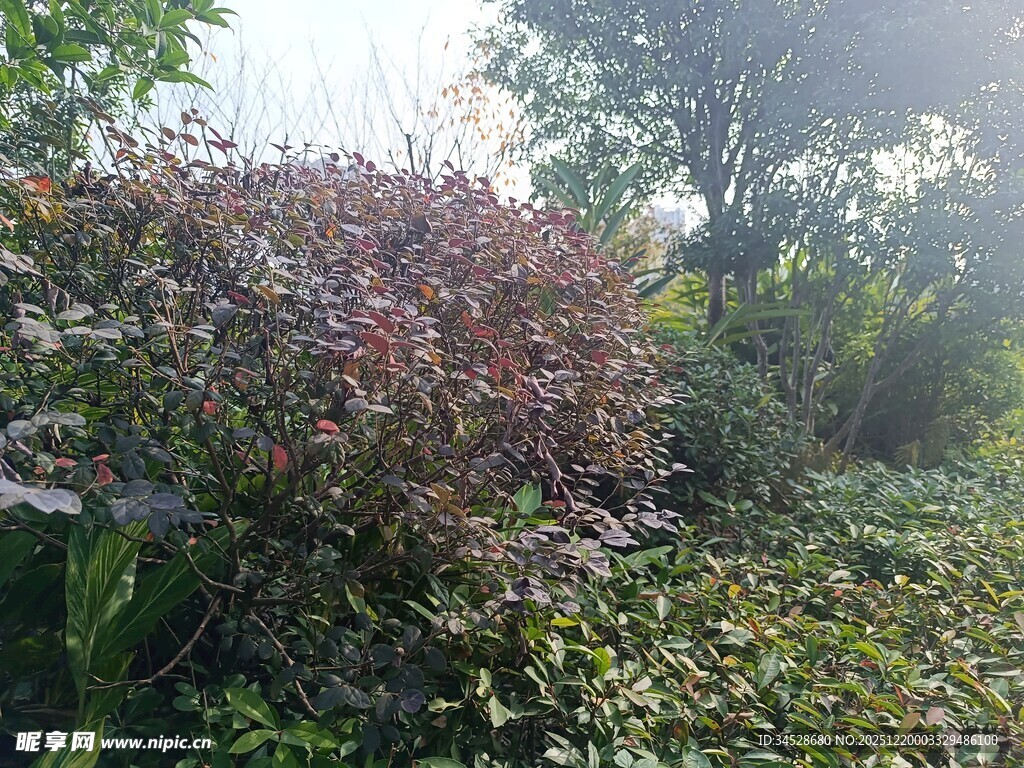 多彩灌木装点的绿意景致