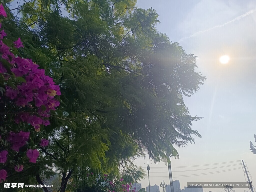 阳光下绽放的繁花绿树