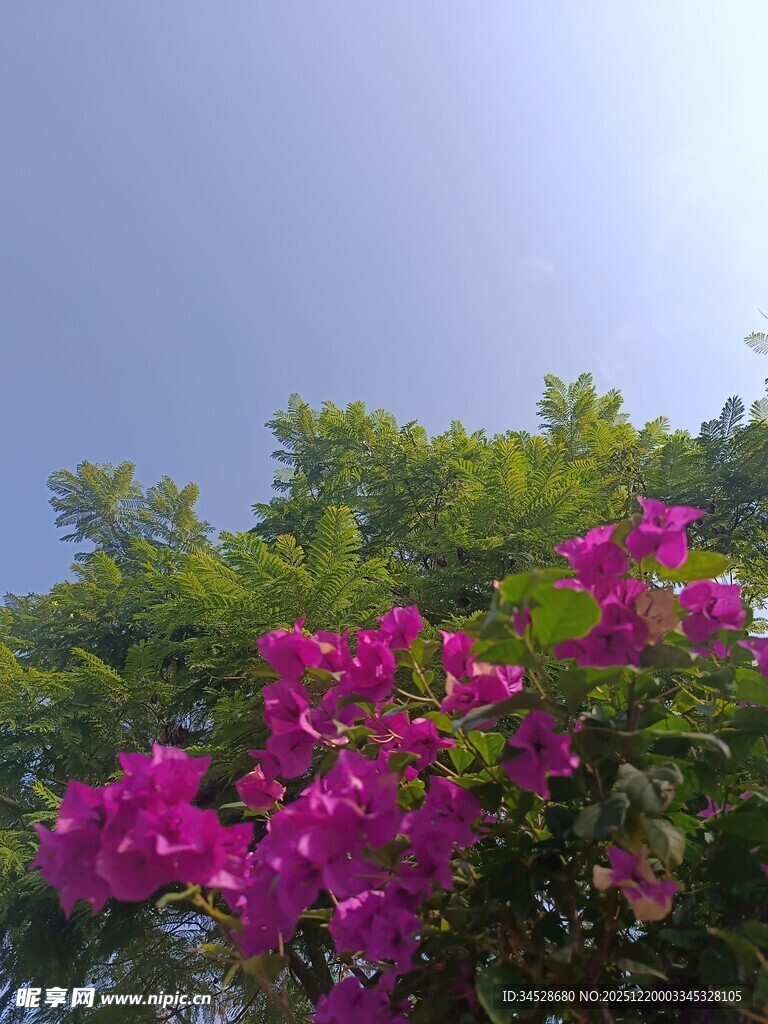 艳丽三角梅绽放于蓝天