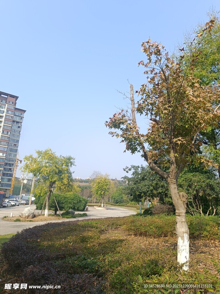 秋日城市公园树木景致