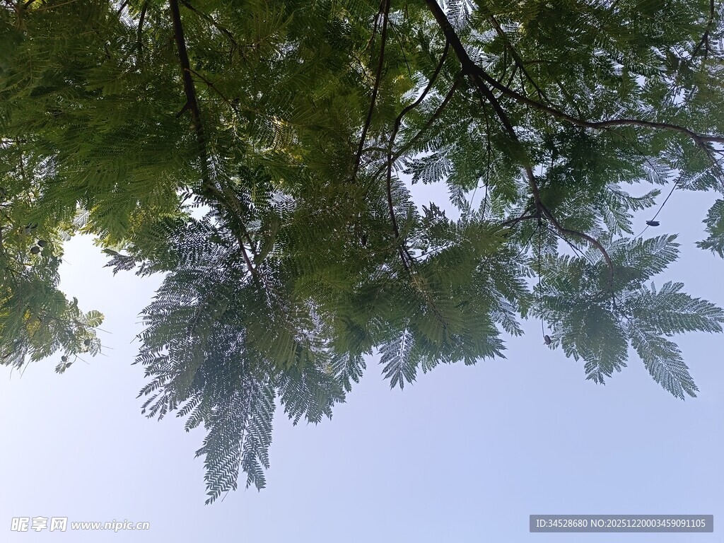 仰视枝叶间的蓝天