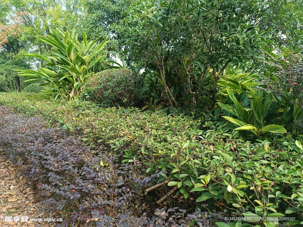 绿意盎然的林间小径