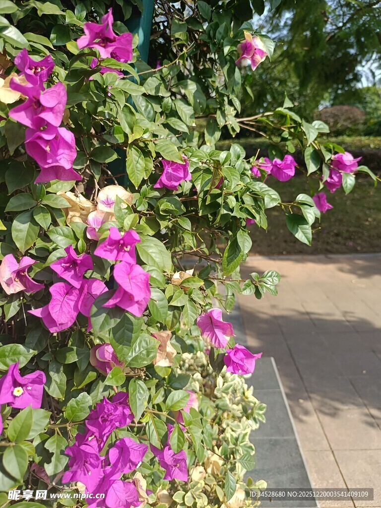 绽放的紫色三角梅