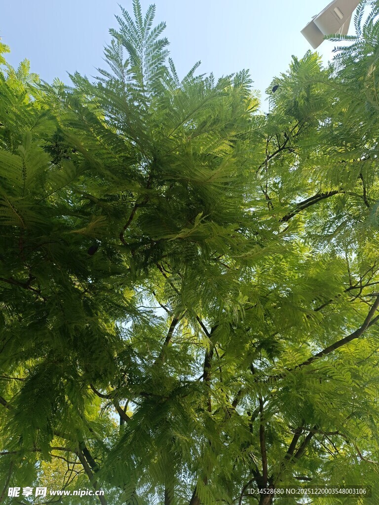 仰视葱郁繁茂的绿树