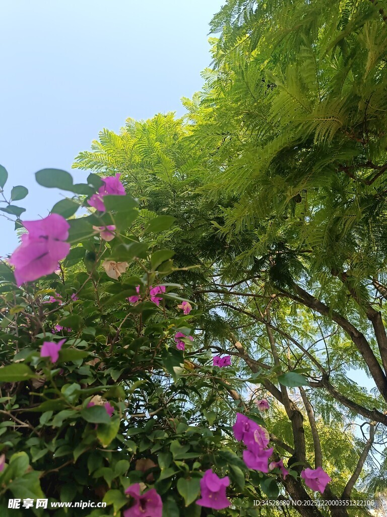 繁花绿树间的自然景致