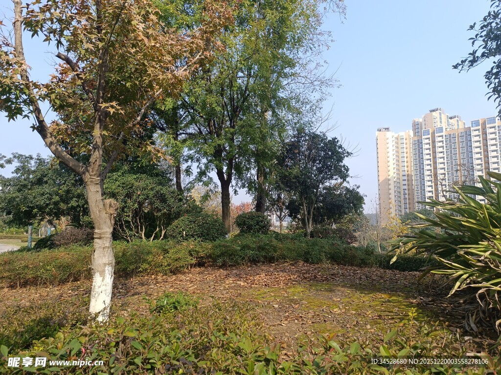 城市中的自然绿植景观