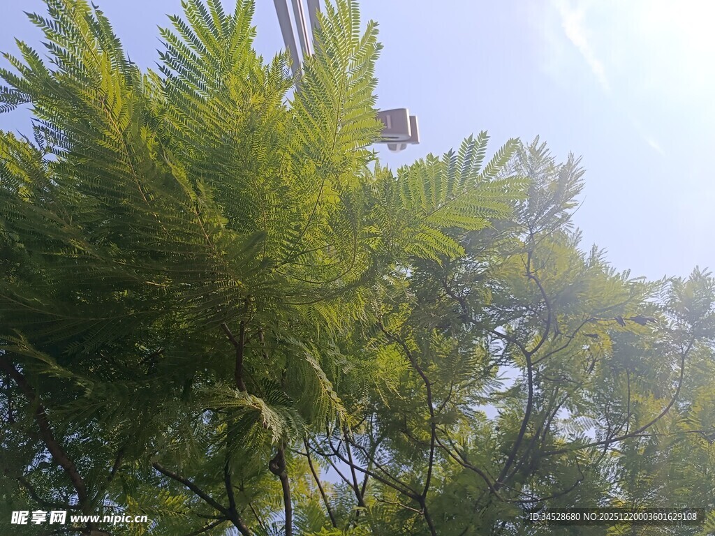 阳光下的翠绿枝叶