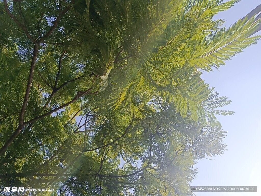 仰视葱郁棕榈树树冠