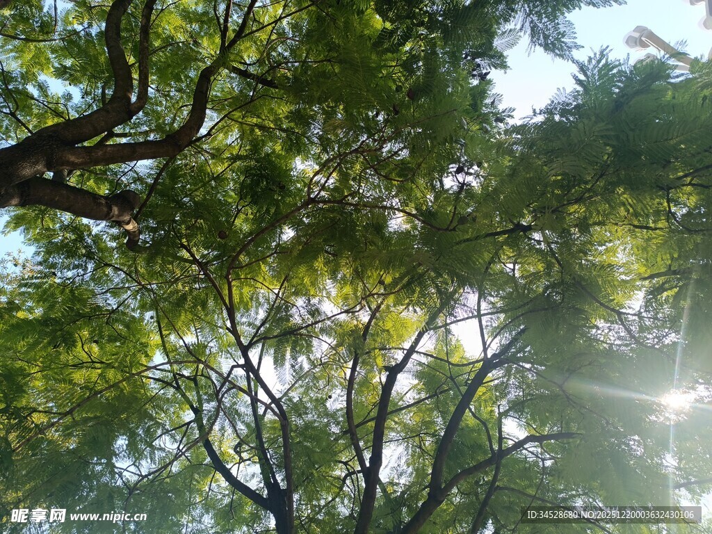 阳光透过枝叶的绿意景象