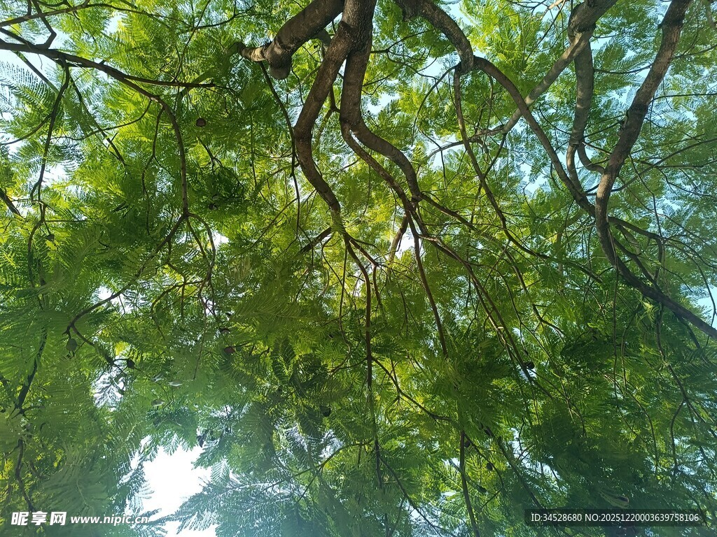 仰视茂密翠绿的树枝树冠