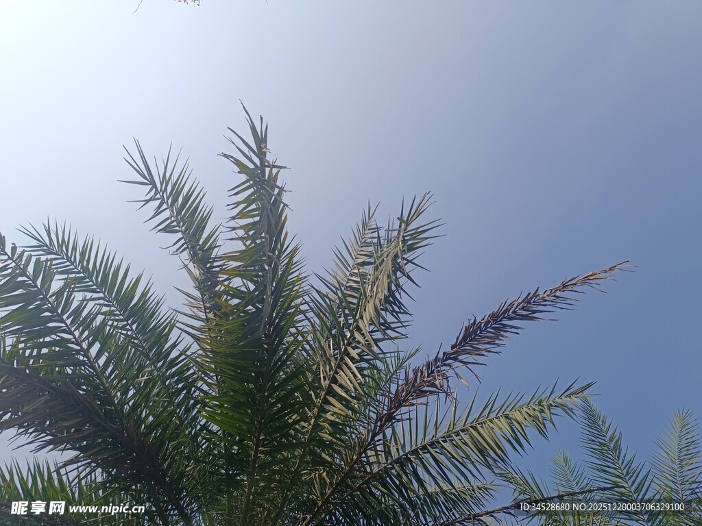 蓝天映衬下的棕榈树顶