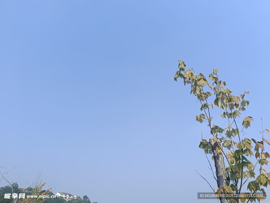 蓝天映衬下的枝叶