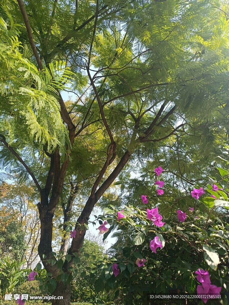 阳光洒落繁花绿树间