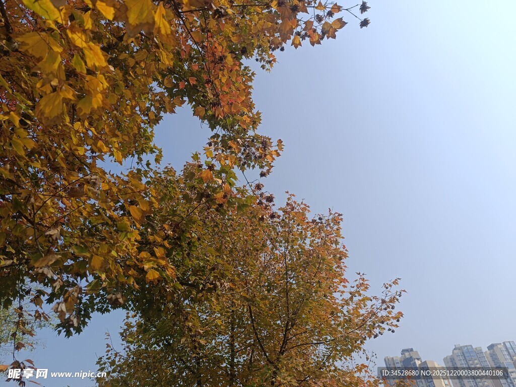 秋日黄叶与远处高楼