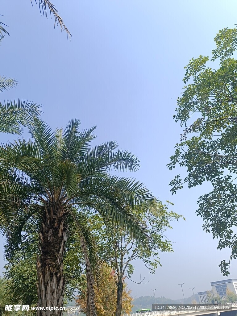 户外绿树蓝天景致