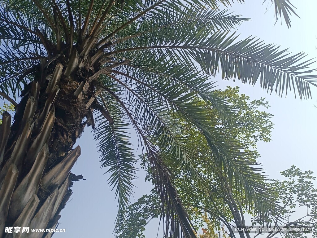 仰视下的高大棕榈树景观