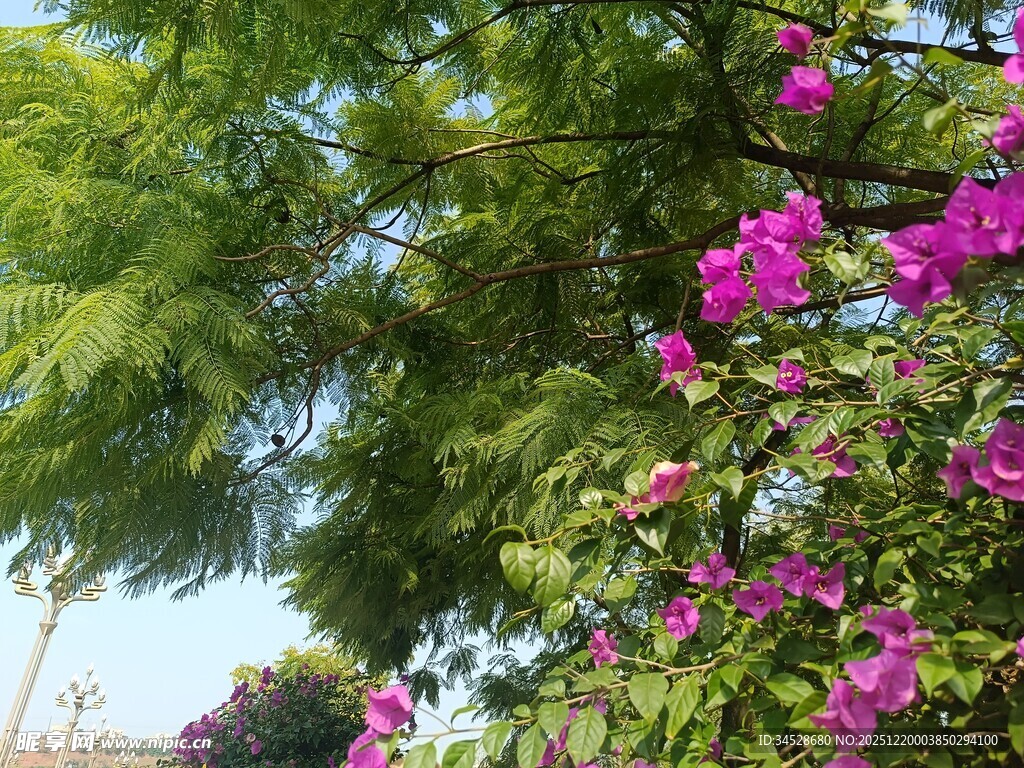 绿叶间绽放的艳丽三角梅