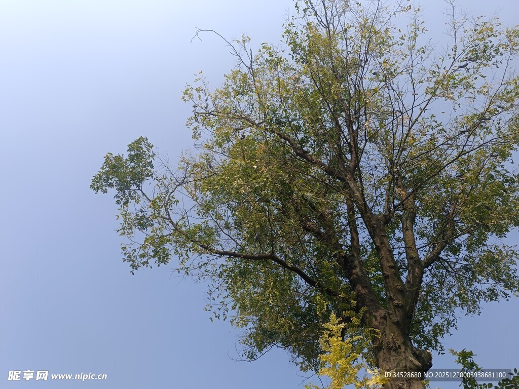 蓝天映衬下的茂盛树木