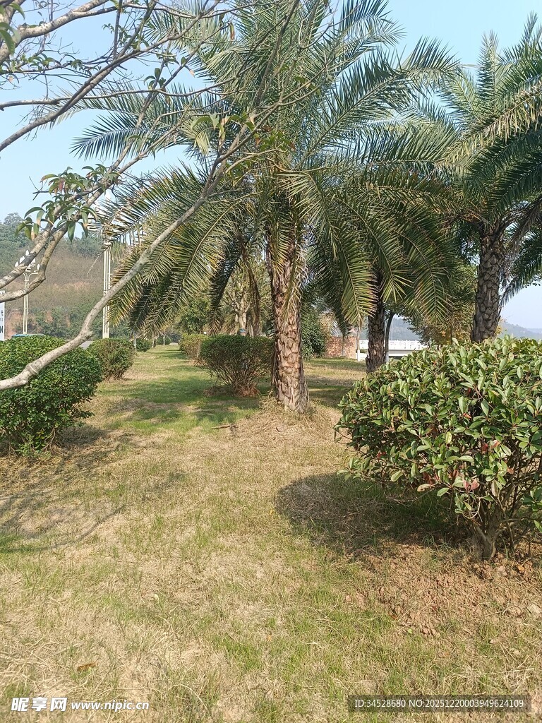 户外棕榈树与绿植景观