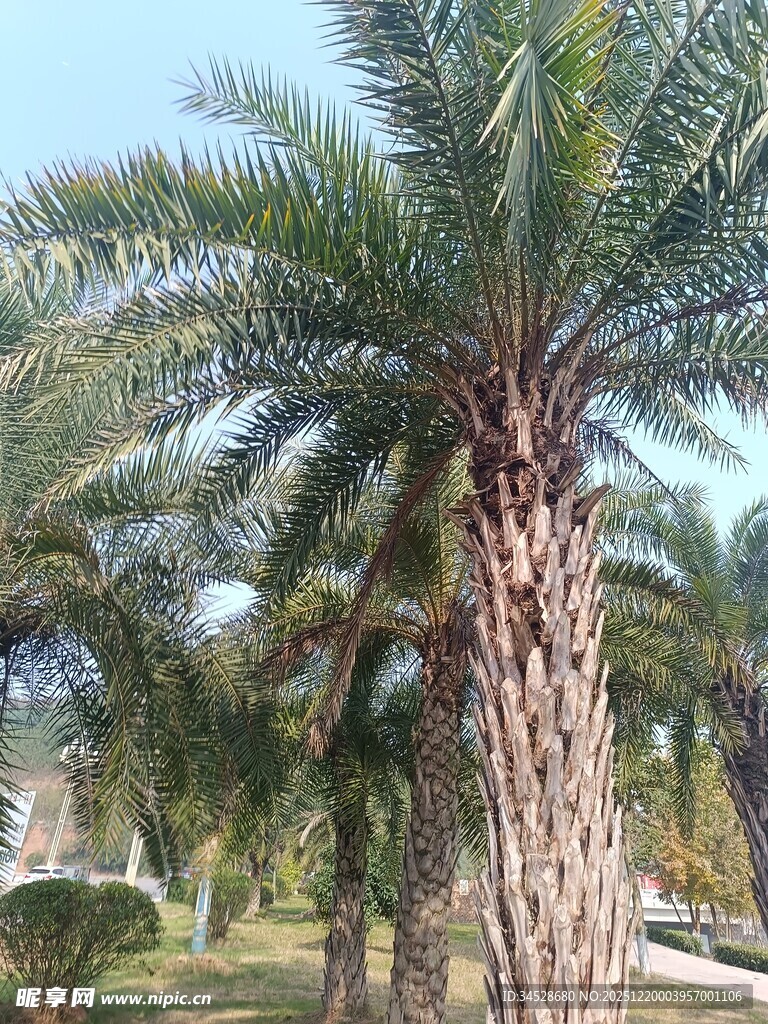 高大挺拔的棕榈树景观