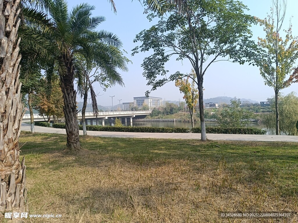 公园草地与树木景观