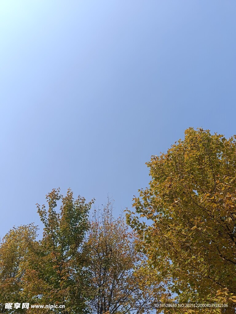 秋日树梢上的蓝天美景