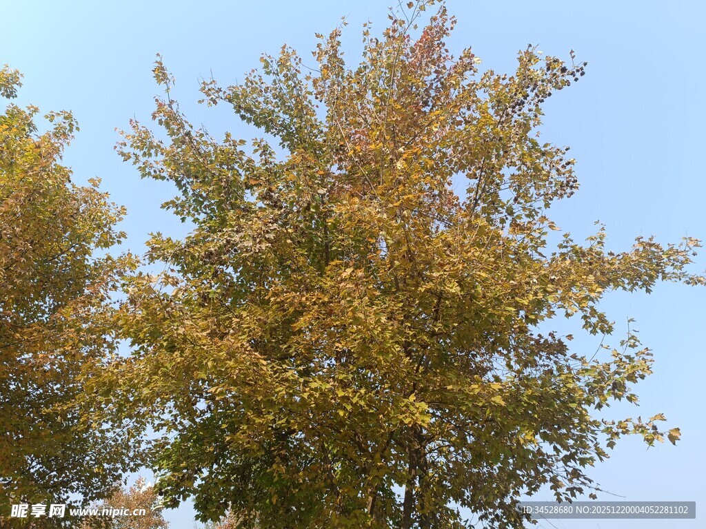秋日金黄树叶的树木景观
