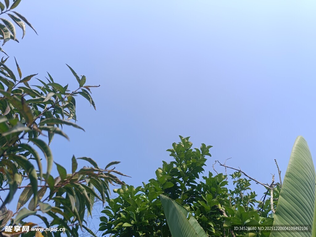 蓝天映衬下的繁茂绿植