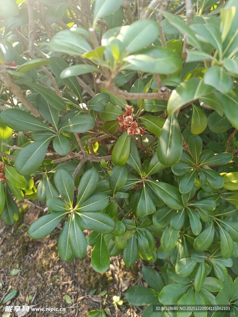 绿叶间的红色果实植物