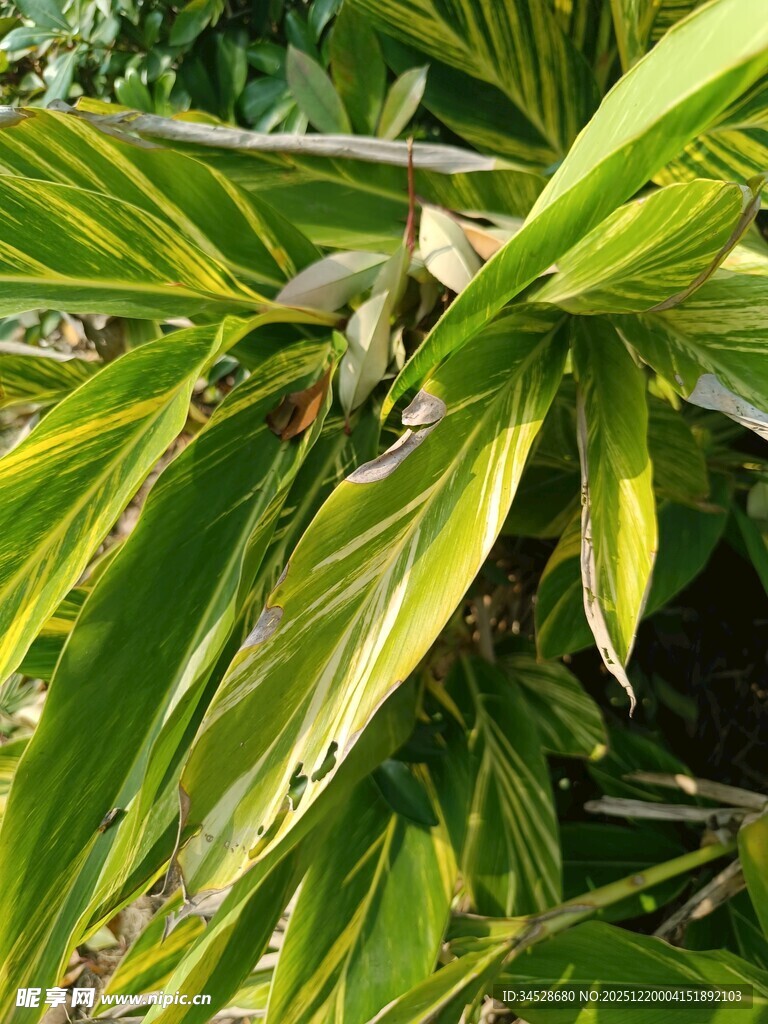 翠绿叶片间的植物果实