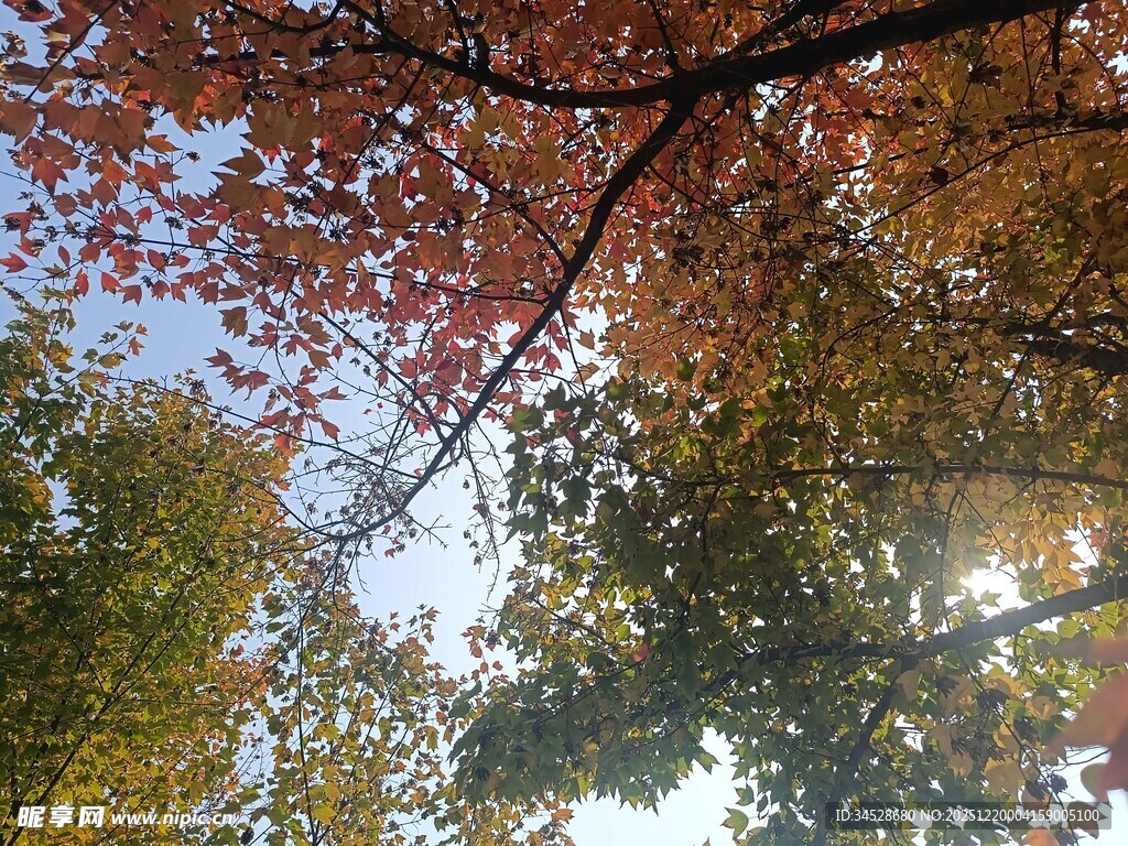 秋日林间斑斓树叶景观