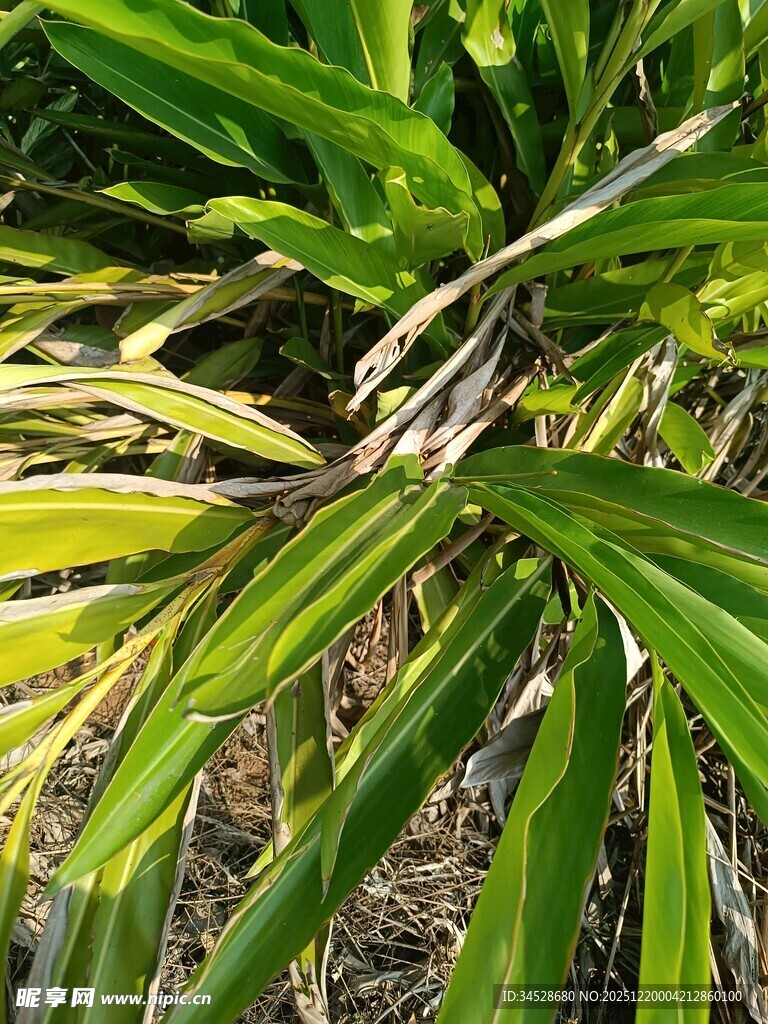 翠绿舒展的植物叶片