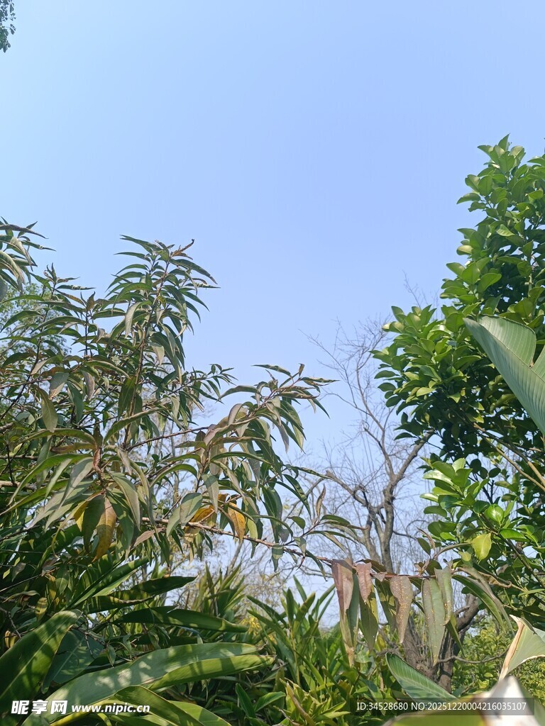 蓝天映衬下的繁茂绿植