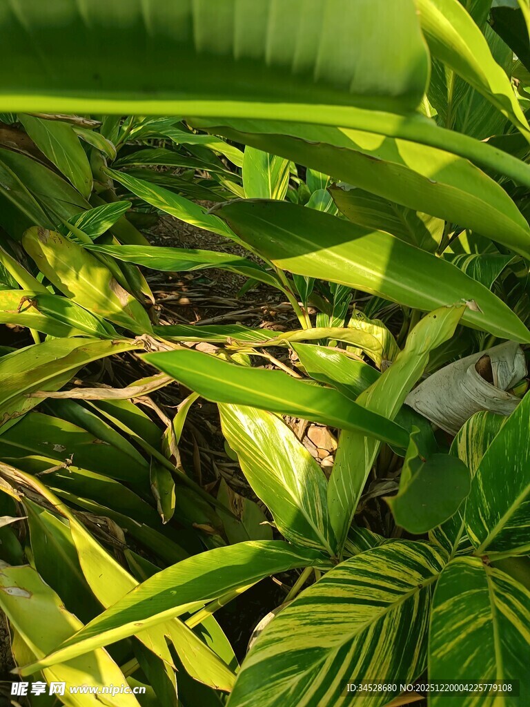 阳光下的翠绿植物叶片