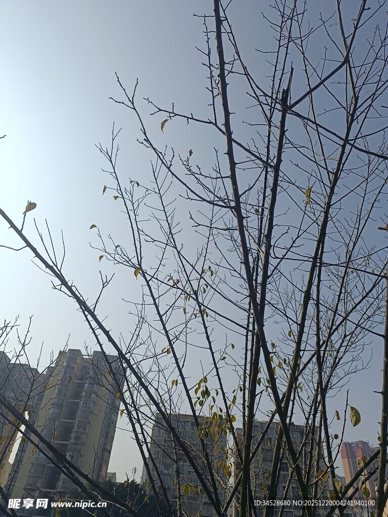 冬日光秃树枝与高楼景象