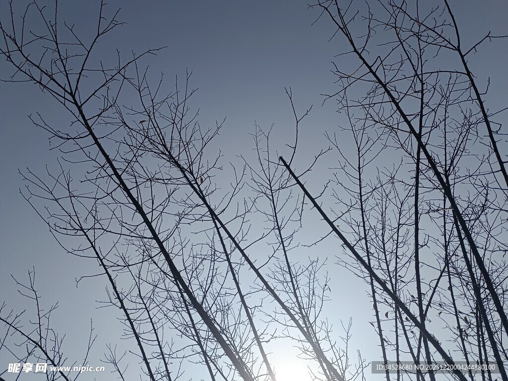 冬日枯树枝干与天空景象