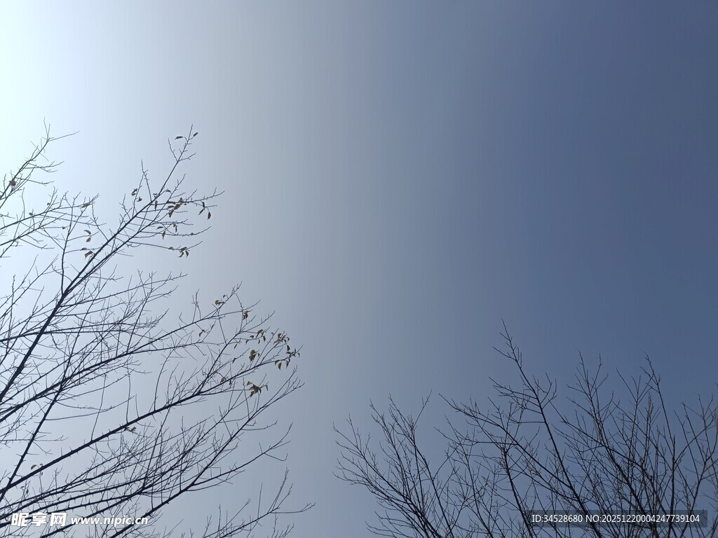 冬日光秃树枝与晴朗天空